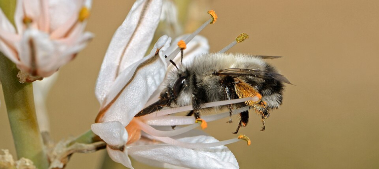 דבורי בר צילום גידי פיזנטי https://commons.wikimedia.org/wiki/File:Anthophora_on_Asphodelus_edit.jpg