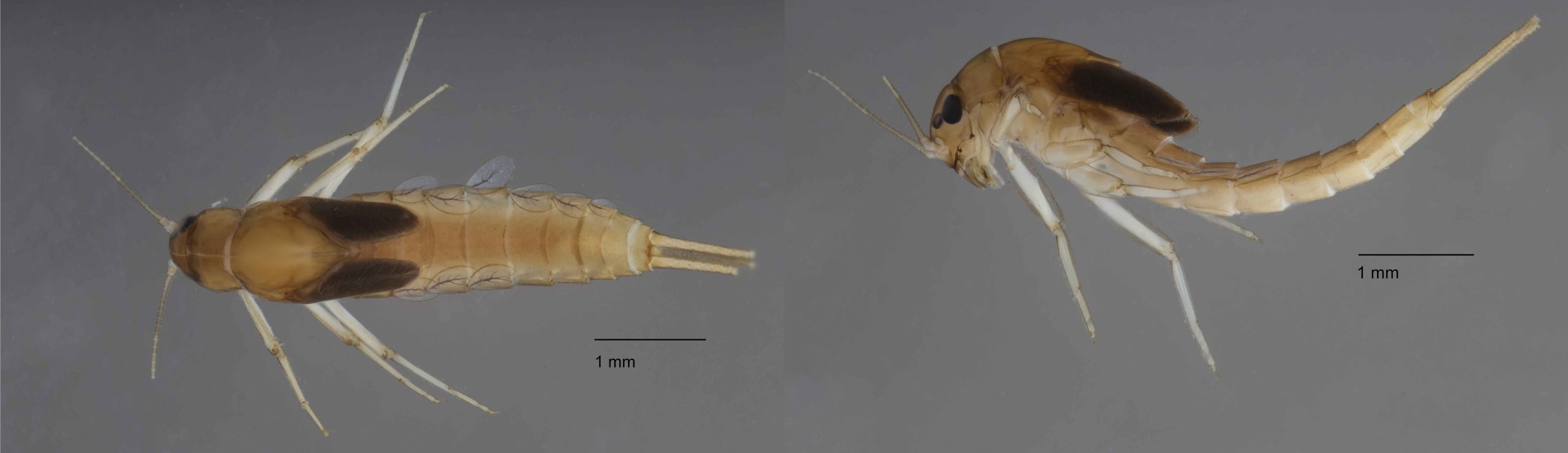 The species, Alainites gasithi, described in the paper by Zohar Yanai and his colleagues, and named after Prof. Avital Gasith