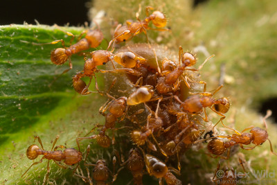 The little fire ant. Photo by Alex Wild