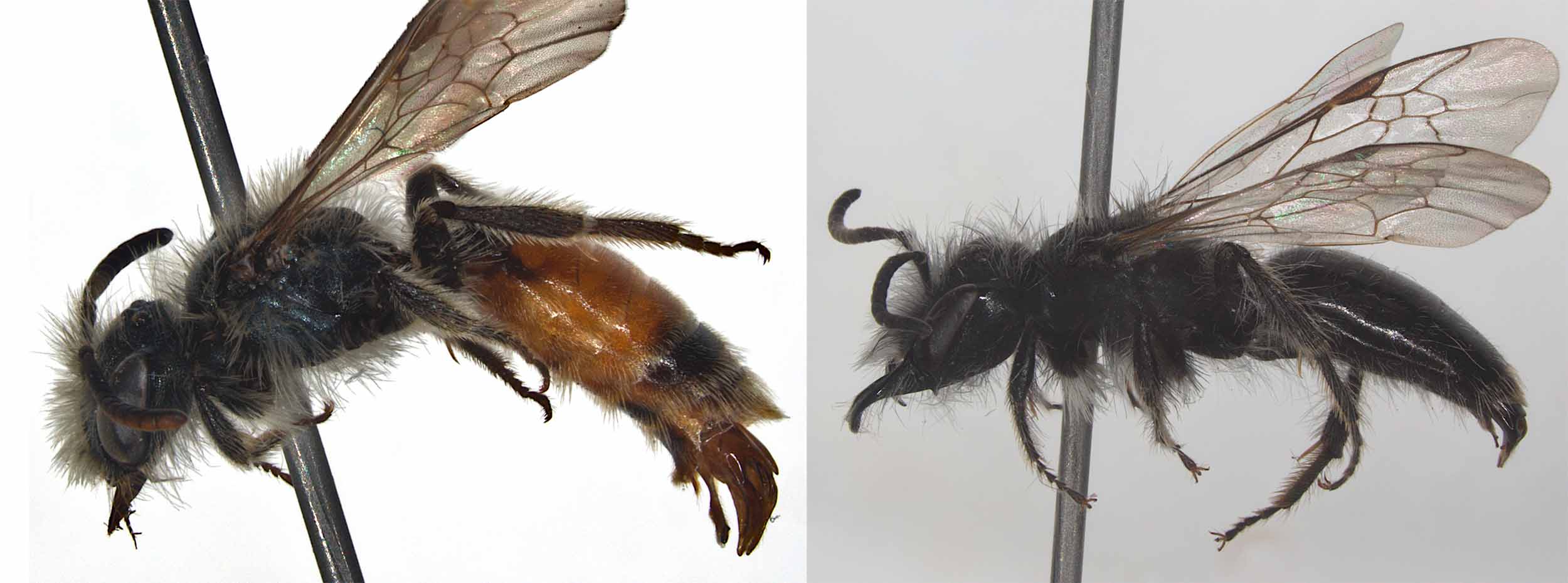 Two of the Andrena species described this year by Dr. Gidi Pisanty. These individuals, which were discovered this year, are preserved in the bee collection at the Steinhardt Museum of Natural History. On the right: Andrena ornithogali; on the left: Andrena veronicae