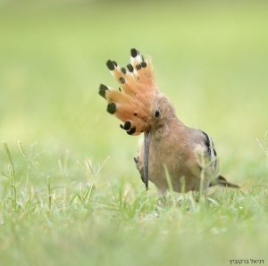 Hoopoe, Yarkon Park, Tel Aviv