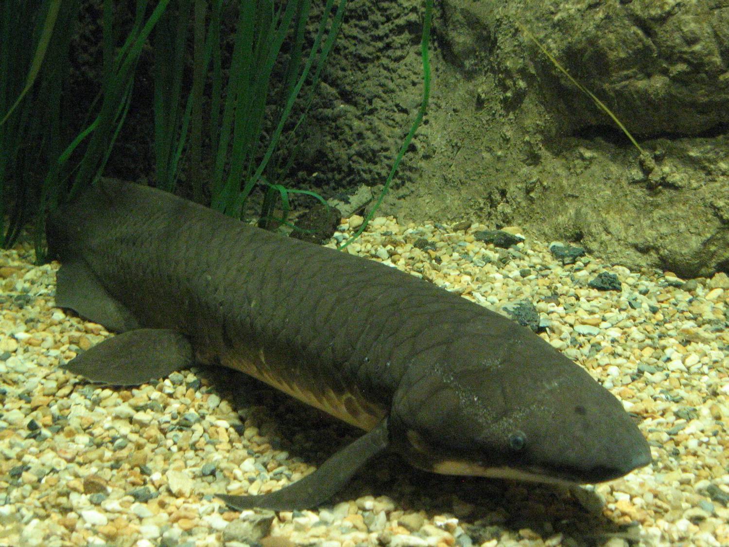 דג ריאות אוסטרלי מהמין Neoceratodus forsteri. מקור: Wikimedia Commons. צילום: Mitch Ames