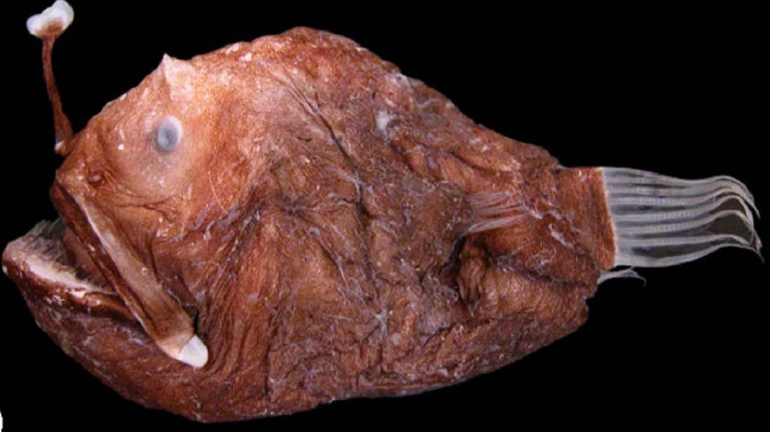 דג חכאי, חבר בקלייד Lophiiformes Masaki Miya et al., CC BY 2.0 , via Wikimedia Commons