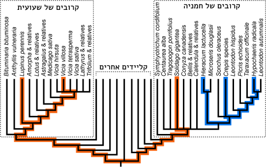 עצים פילוגנטיים של חמניה ושעועית