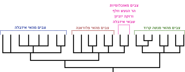 עצים פילוגנטיים של צבים