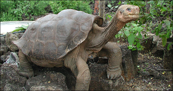 הצב המכונה ג'ורג' הבודד (מהמין Geochelone abingdoni). מקור: galapagospark.org