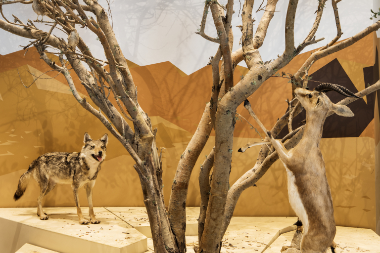 The acacia tree: a web of life in the desert