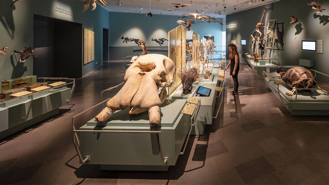 Join the people behind the design and setting of the Steinhardt Museum's exhibitions