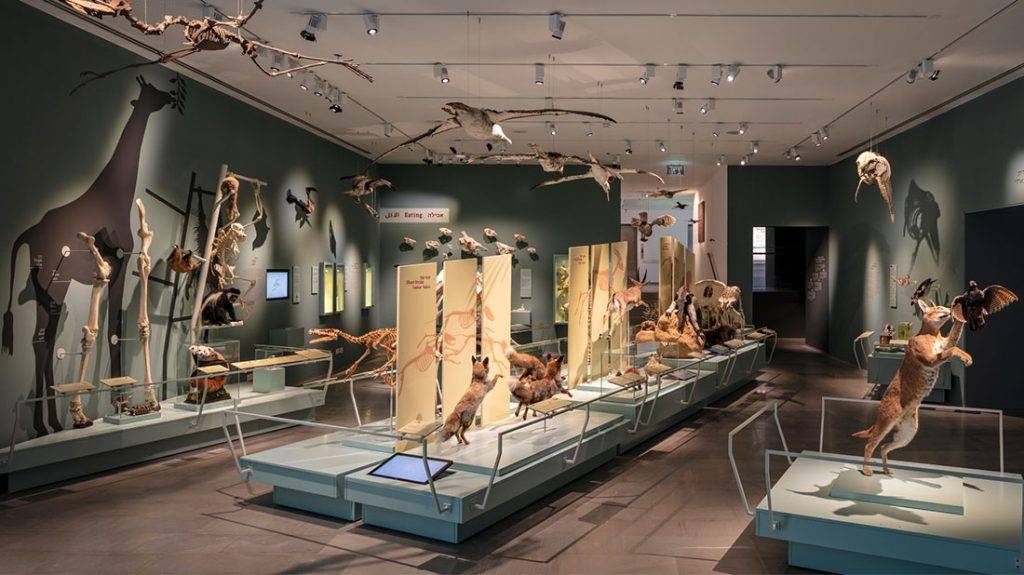 לובי מוזיאון הטבע