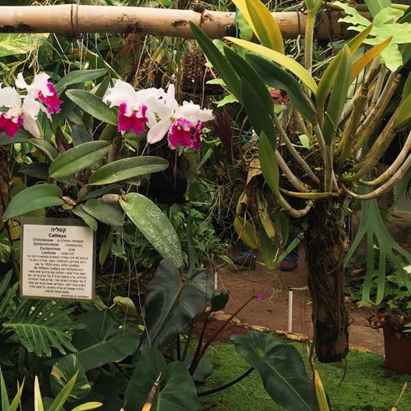 סחלבים מהגן הבוטני בתל אביב