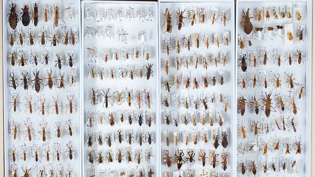 Sweep net - Entomologists' glossary - Amateur Entomologists