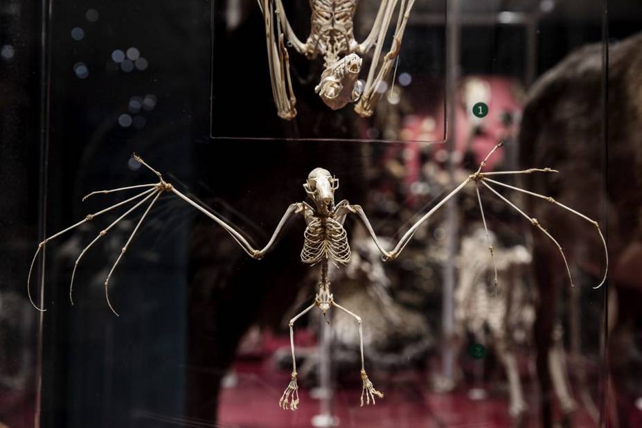שלדי העטלפים בתערוכת אוצר האוספים