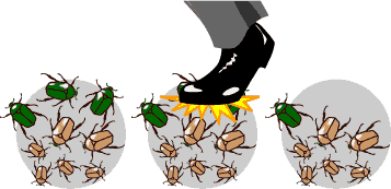 סחיפה גנטית - דריכה על חיפושיות