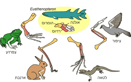 הגפיים של הטטרפודים הן הומולוגיות