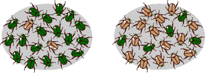 חיפושיות בשני מופעי צבע - תדירות שונה