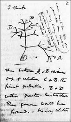 שרבוט של עץ פילוגנטי במחברת של דרווין