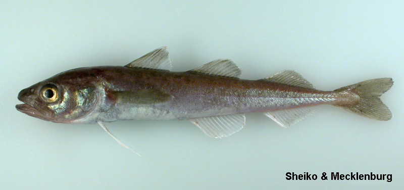 דג קוד ארקטי (Boreogadus saida). מקור: Arctic Ocean Diversity. צילום:  Sheiko & Mecklenburg 