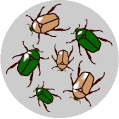 שונות גנטית באוכלוסיית החיפושיות: חלקן ירוקות ואחרות חומות; חלקן גדולות ואחרות קטנות