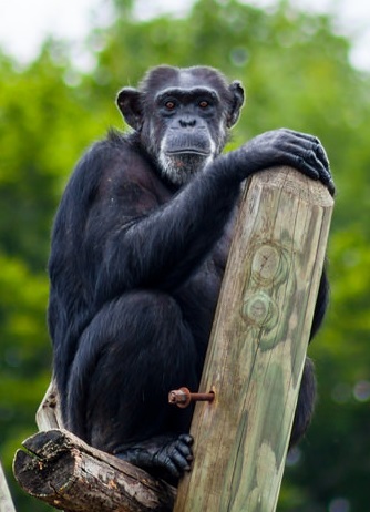 שימפנזה, מקור: Flickr, Tangi Bertin