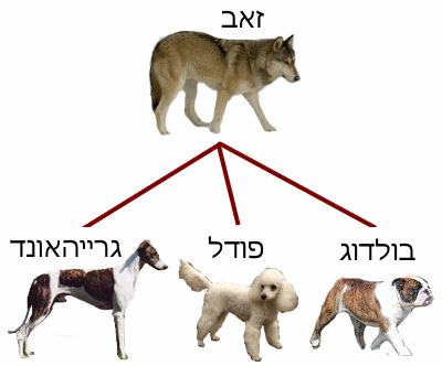 דוגמה לברירה מלאכותית: שלושה גזעים של כלבים שפיתח האדם מהזאב