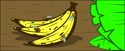 ציור: זבובי פירות על בננה רקובה