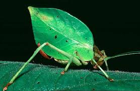חרק שמחקה עלה. הדמיון בין החרקים לעלים מאפשר להם להימנע מטריפה.