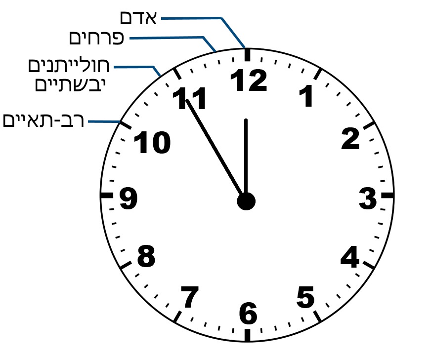 שעון המתאר מתי הופיעו קבוצות שונות במהלך האבולוציה