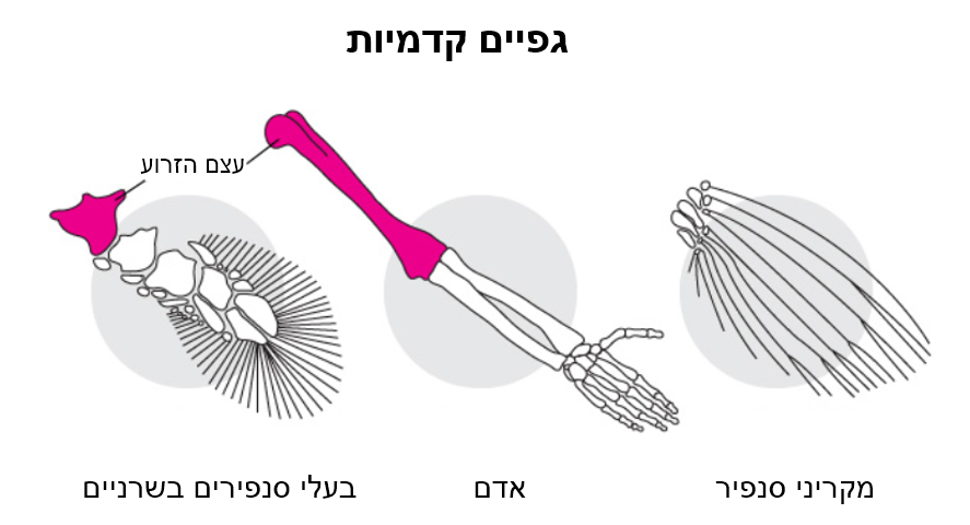 גפיים קדמיות: השוואה בין מקריני סנפיר, אדם ובעלי סנפיר בשרניים