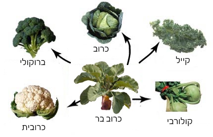 מגוון הגידולים החקלאיים שפותחו מכרוב הבר