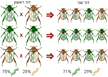חיפושיות - שינוי בשכיחות הגנים בין דור ראשון לדור שני