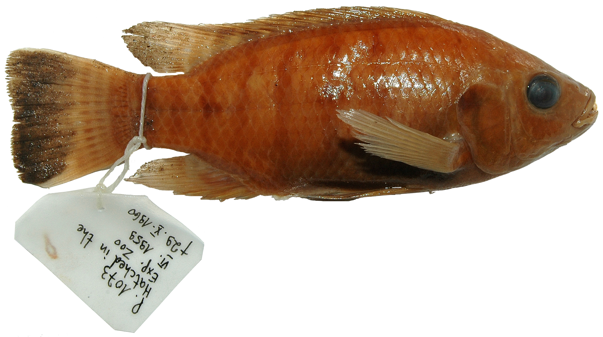 אמנון היאור (Oreochromis niloticus)