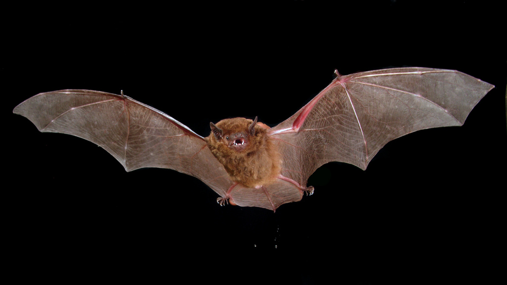 עטלפי חרקים פעילי לילה צדים חרקים קטנים בדיוק רב. צילום: Michael Pennay