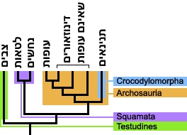 עץ פילוגנטי שכולל את הקליידים: צבים (Testudines), קשקשאיים (Squamata), ארכוזאוריה (Archosauria) ודמויי-תנינאים (Crocodylomorpha).