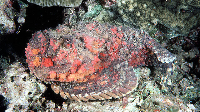 אבנון Synanceia verrucosa. מקור: FishBase. צילום:  John E. Randall