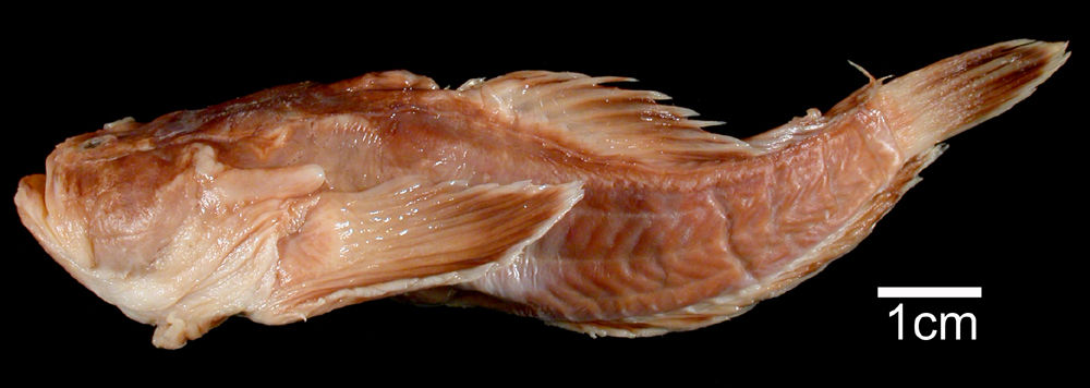 הדג הארסי Thalassophryne nattereri. מקור: Museum of Comparative Zoology, Harvard University