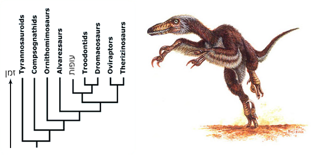 משמאל – העץ האבולוציוני של הדינוזאורים שכולל את העופות. מימין – המחשה אמנותית של ולוצירפטור ,(Velociraptor) דינוזאור שמשתייך לקבוצה Dromaeosaur.