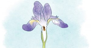 על פרחים וחרקים - אירוס ודבורה