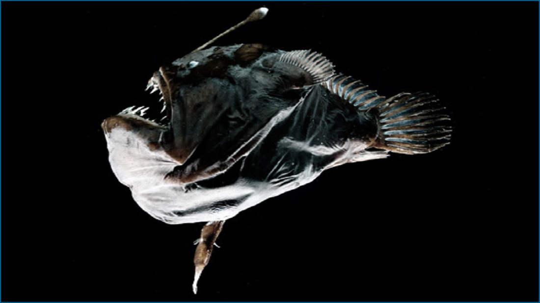 male angler fish