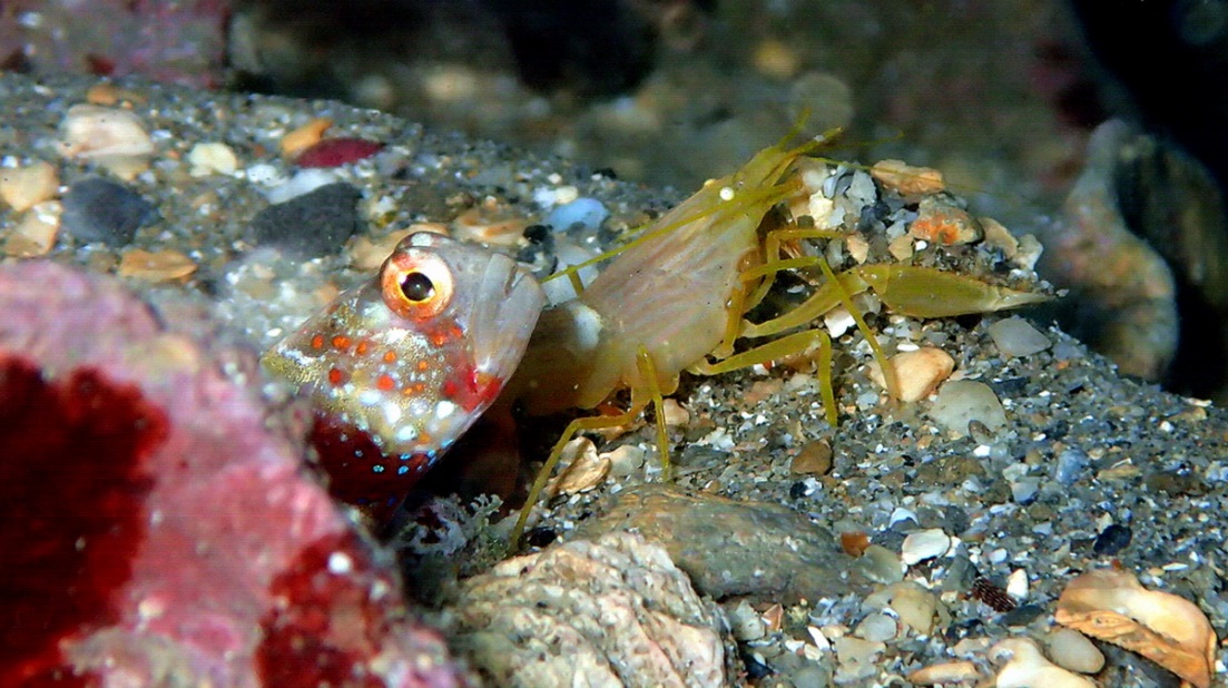 דג קברנון וחסילון עיוור Longdongdiver, CC BY-SA 4.0 , via Wikimedia Commons