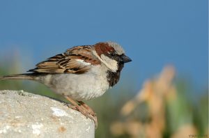 House sparrow, Tel Aviv
