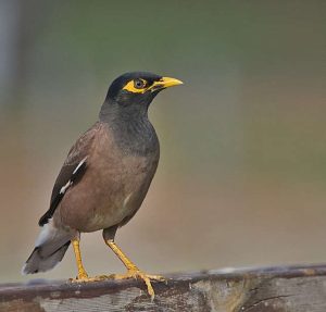 A common myna, one of the 100 of the World’s Worst Invasive Alien Species. Photo: Baruch Ellert