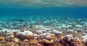 הלבנת אלמוגים