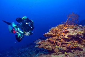 צלילת מחקר בשונית אלמוגים עמוקה