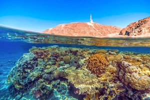 שונית האלמוגים המופלאה במפרץ אילת