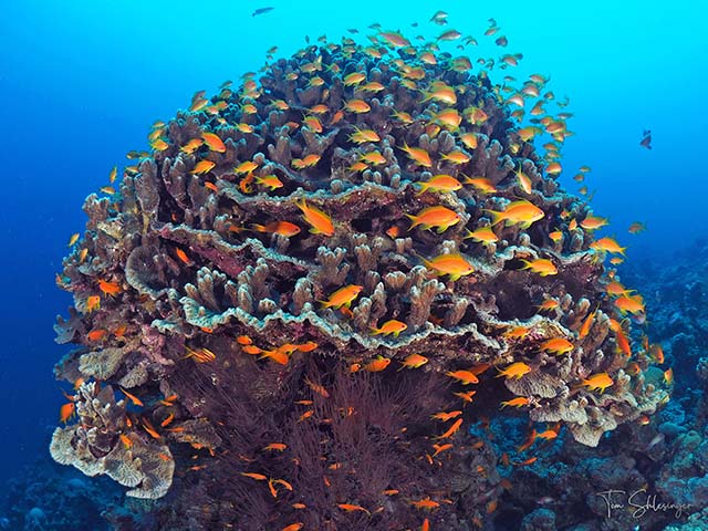 שונית האלמוגים המופלאה במפרץ אילת