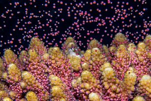 תופעת הרבייה המתואמת של אלמוגים