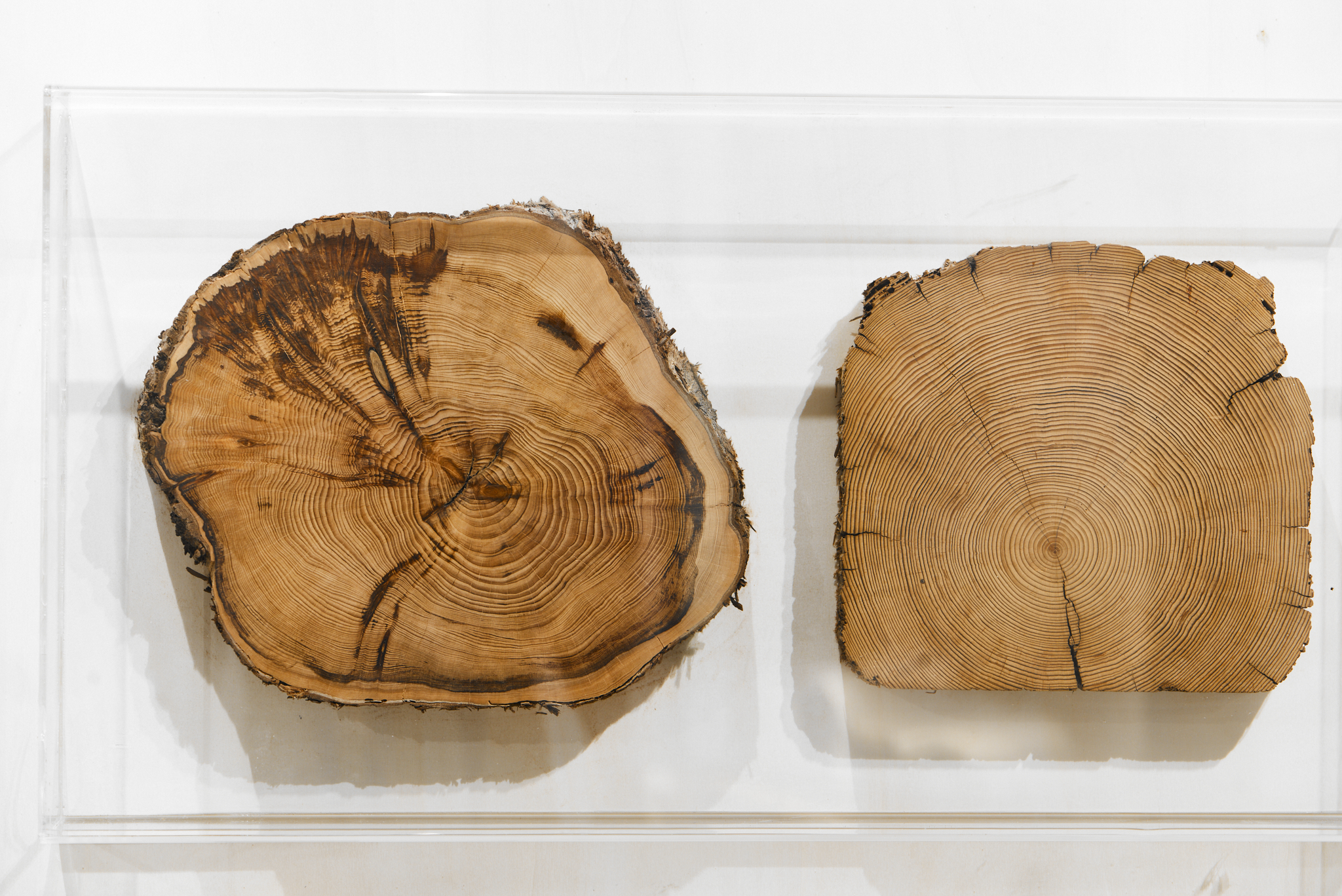 Cross-sections of tree trunks. The layers represent decades of growth