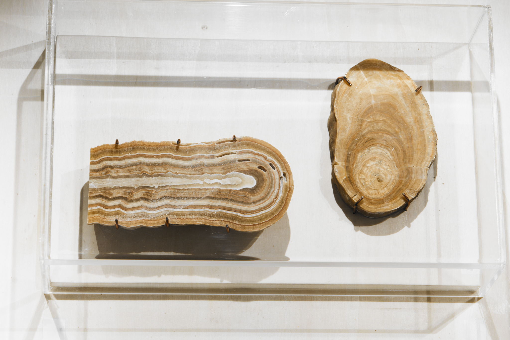 מימין – חתך של נטיף המתעד 20 אלף שנים, משמאל – חתך של נטיף שהחל לגדול לפני כ-250 אלף שנים