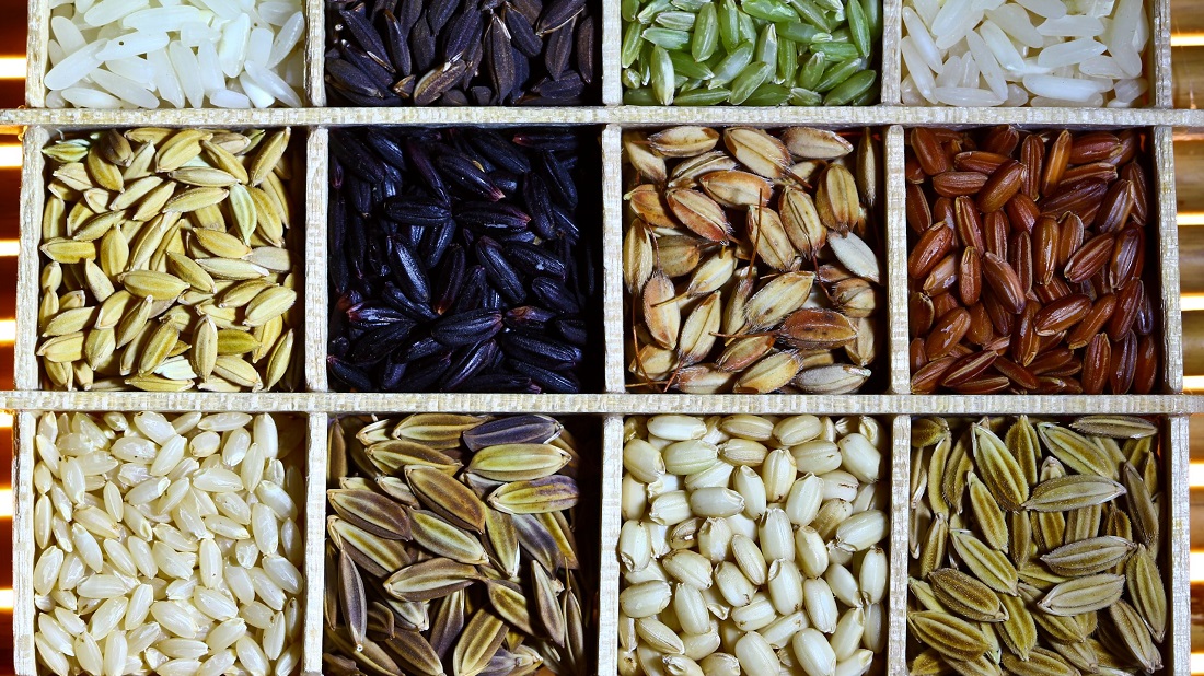 IRRI Images, CC BY 2.0 <https://creativecommons.org/licenses/by/2.0>, via Wikimedia Commons