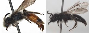 שניים ממיני האנדרנות שתוארו השנה על ידי ד"ר גידי פיזנטי. הפרטים שמורים באוסף הדבורים במוזיאון הטבע ע"ש שטיינהרדט, שהתגלו השנה בטבע. בתמונה העליונה: Andrena ornithogali; בתמונה התחתונה: Andrena veronucae